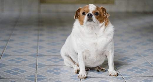 A Comprehensive Guide to Canine Weight Loss