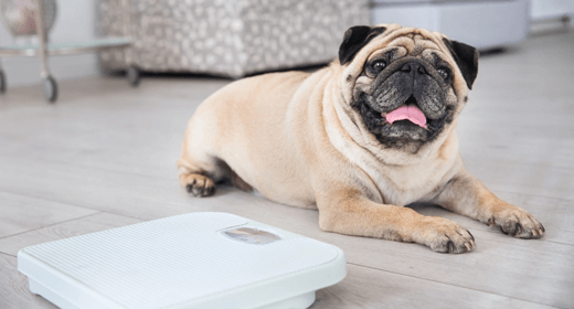 How to Manage Your Dog's Weight