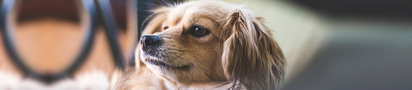 Small-Breed Dog’s Nutritional Needs