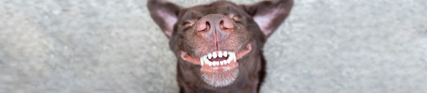 How to Care for Your Dog’s Teeth
