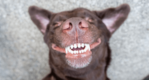 How To Brush & Clean Your Dogs' Teeth? - IAMS™ Singapore