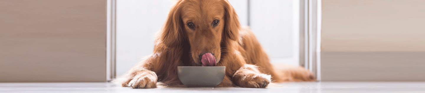 The Science Behind Mature Dog Foods