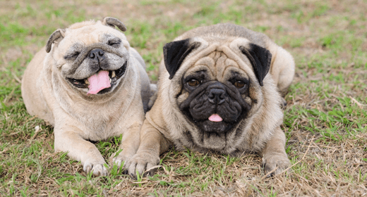 What’s the Difference Between Mature and Senior Dogs?