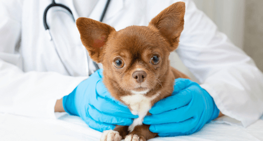 Puppy Basics: Health Care Essentials